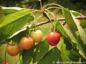 Fresh-June-cherries