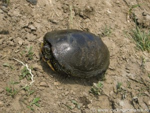 Land-tortoise