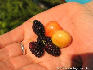 Mulberries-cherries-along-the-road