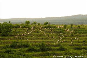 Sheep-grazing-on-the-terraces