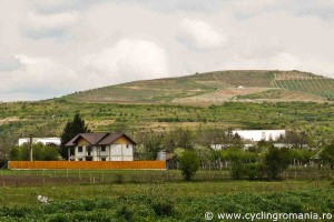 The-wine-hills-of-Dealu-Mare