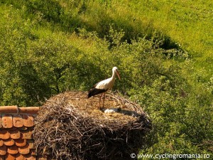 06-Storck-nest