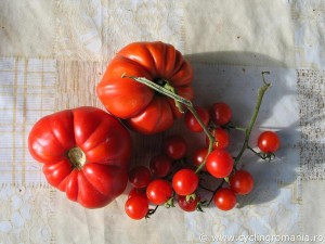 28-Fresh-natural-tomatoes-in-Homorod