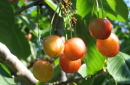 Wine hills and fruit picking