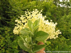 Elder-flower-fresh-mint-picking