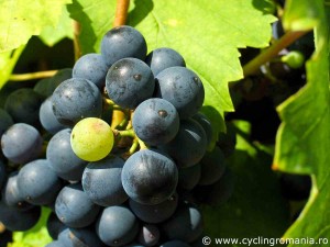 Fresh-August-grapes