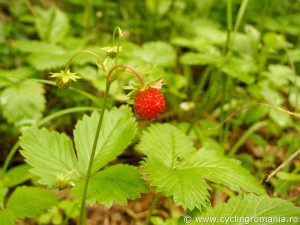 Wild-strawberries